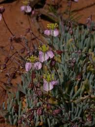 Image result for Hypertelis salsoloides