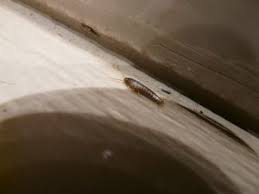 As gross as it may sound, it can benefit you to research what different pest rats love to gnaw on things, and finding little gnaw marks can be a sign of an infestation. 5 Signs Of Silverfish Infestation Phantom Pest Control Vancouver