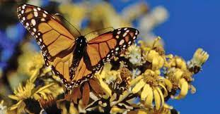 Pin De Sheila L En Bellezas Animales Danaus Plexippus Mariposa Monarca Monarcas