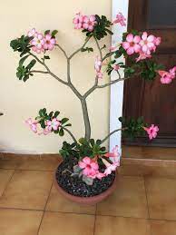 Pin By Martine Palcy On Roses Du Desert Adenium Flowers Plants