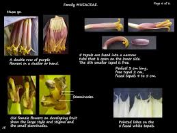 Image result for Musaceae