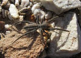 Winds blow sand all around, so a camel has long eyelashes. Solifugae Wikiwand