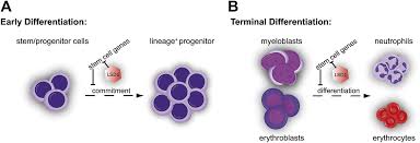 Histone Demethylase Lsd1 Represses Hematopoietic Stem And