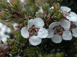 Image result for Lepistemon owariensis
