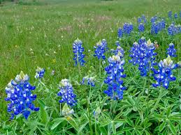 We did not find results for: How To Grow Texas Bluebonnets Lady Bird Johnson Wildflower Center