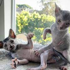 Grey Moon Lykoi California Greymoonlykoi On Instagram Lykoi Cubs Shadow Reserved Black Roan On The Left And Blue Roan On Lykoi Cat Lykoi Werewolf Cat