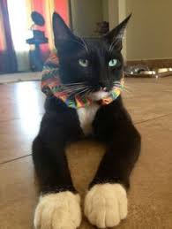Birds Be Safe Collar From Birdsbesafe Com Birdsbesafe Cat Collar Covers That Save Birds From Cats Birds Flying Away Cat Collars Cats