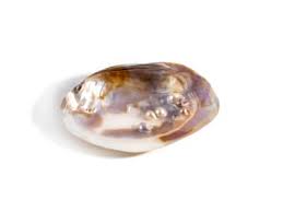 Blister Pearl Gem Guide and Properties Chart