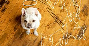 You can count on truman steemers to take great care of your floors. How To Repair Dog Damage To Wood Flooring This Old House