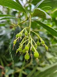 Image result for Andrachne