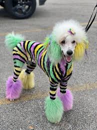 Opawz Semi Permanent Dye In 2020 Dog Dye Rainbow Dog Creative Grooming