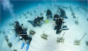 Sea Dwellers Dive Center Blue Star Key Largo Fl 33037