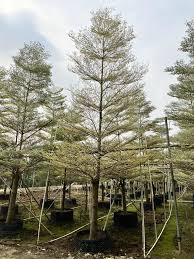 Image result for Terminalia neotaliala