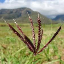 Image result for Chloris pilosa