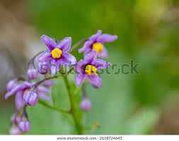 Image result for Solanum sp. A