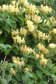 What better harbinger of spring than one specimen of this bush, far from it's native china, but here to signal the end of winter. We Won T Be One Bit Surprised If Heaven Itself Smells Like Sweet Southern Honeysuckle Https Www Facebook Com Thisisour Plants Honeysuckle Vine Honeysuckle