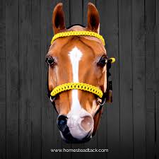 Spool of green paracord + bored pony on deployment = new halter!! Paracord Browband For Rope Riding Halters The Homestead Tack Shop