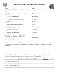 It converts energy in the form of glucose into energy in. Photosynthesis Cellular Respiration Worksheet