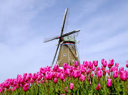 Dezwann Windmill With Pink Tulips Windmill Island Holland Mi