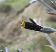 Image result for Pycnostachys coerulea