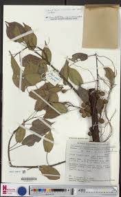 Image result for Ficus tremula