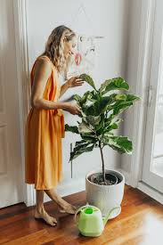 While it can grow up to 50 feet in the wild, there are two common sizes you'll find in most people's homes. How To Care For Your Fiddle Leaf Fig Tree From An Expert