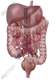 In 53 interaktiven tafelbilder und aufgaben werden die inneren organe des menschen bezüglich aufbau, funktion und evtl. Akg Images Innere Organe