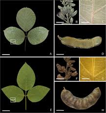 Image result for Macropsychanthus