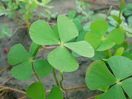 Image result for Marsilea minuta