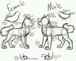 Pin By Savanah Gustafson On Art Inspiration And Tips Animal Drawings Drawing Techniques Wolf Drawing