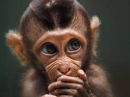 Members of congress urge investigation into okavango oil exploration. World S Best Photos Of Animals 20 Winning Images By Agora