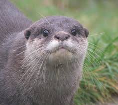 Are there any otters left in southeast asia? Asian Small Clawed Otter By Henrieke On Deviantart