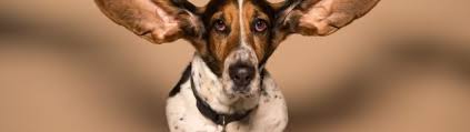The resound online hearing test is a quick way to gauge how well you're hearing. Free Online Hearing Test Ny Otolaryngology Group
