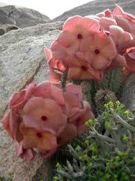 Image result for Hoodia currorii