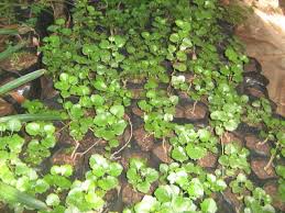 Image result for Senecio deltoideus