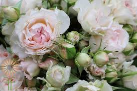 Check spelling or type a new query. Blush Bridal Bouquet Spray Roses L Wholesale Flowers Diy Wedding Flowers