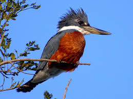Red Birds Of East Texas Ringed Kingfisher Lower Rio Grande Valley In South Eastern Texas Through Central America To Tierra Del Fuego With Images Kingfisher Kingfisher Bird Birds
