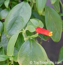 Image result for Manettia