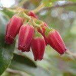 Image result for Agarista salicifolia