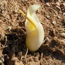 Image result for Sopubia conferta