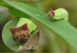 Black And White Striped Caterpillar With Orange Head These Cute Caterpillars Look Like Tiny Kitties Caterpillar Hello Kitty Brown Butterflies