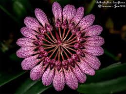 Image result for Bulbophyllum rugosibulbum