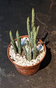 Image result for Kleinia