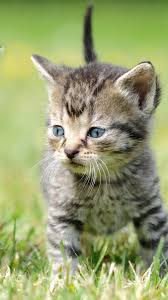 cute cats hd theme cellphone wallpaper background cellphone wallpaper backgrounds cool backgrounds lion live wallpaper