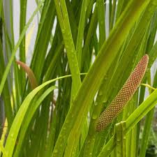 Image result for Calamus deerratus