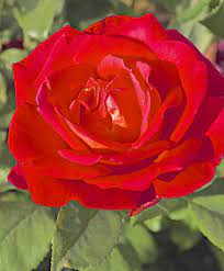 Mikado Brilliant Asian Beauty With Luminous Scarlet Blooms Suffused With Yellow At The Base And On The Reverse Hoa