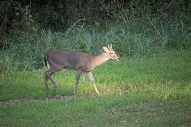 Berries from the locust tree may be the sweet edible pods of the honey locust trees. The 5 Best Trees For Deer On Your Property Ranch Farm Properties