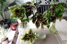 We did not find results for: Coleus Plant Care Indoors How To Grow Coleus Houseplants Smart Garden Guide