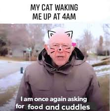 45 caturday memes ranked in order of popularity and relevancy. 35 Cat Memes That Are Absolutely Purrrfect For Your Caturday Meme Fix Funny Gallery