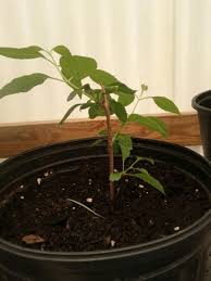 I planted in part shade and just garden soil with a little potting mix and keep. How To Grow Forsythias From Cuttings Hubpages